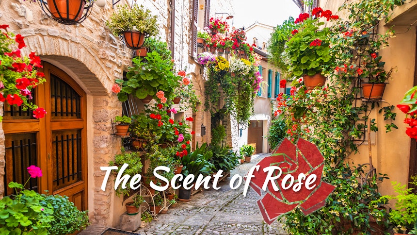 The Scent of Rose