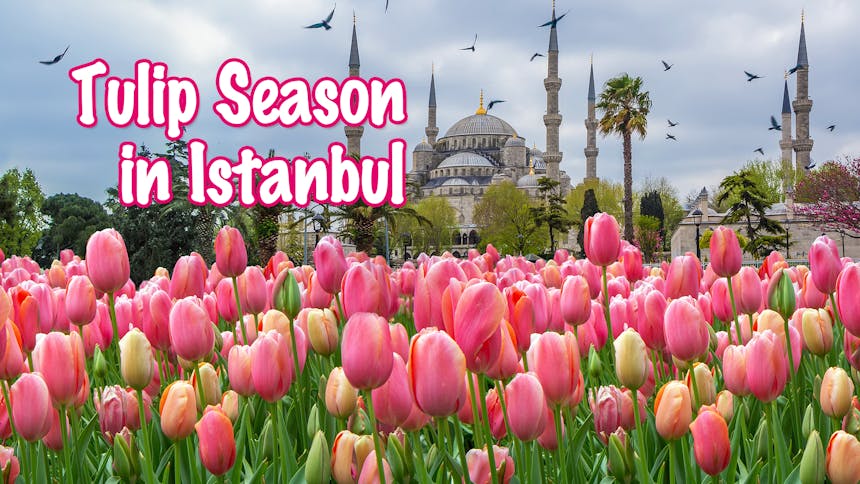 Tulip Season in Istanbul