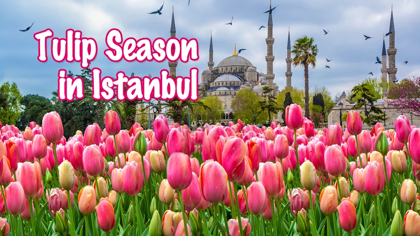 Tulip Season in Istanbul
